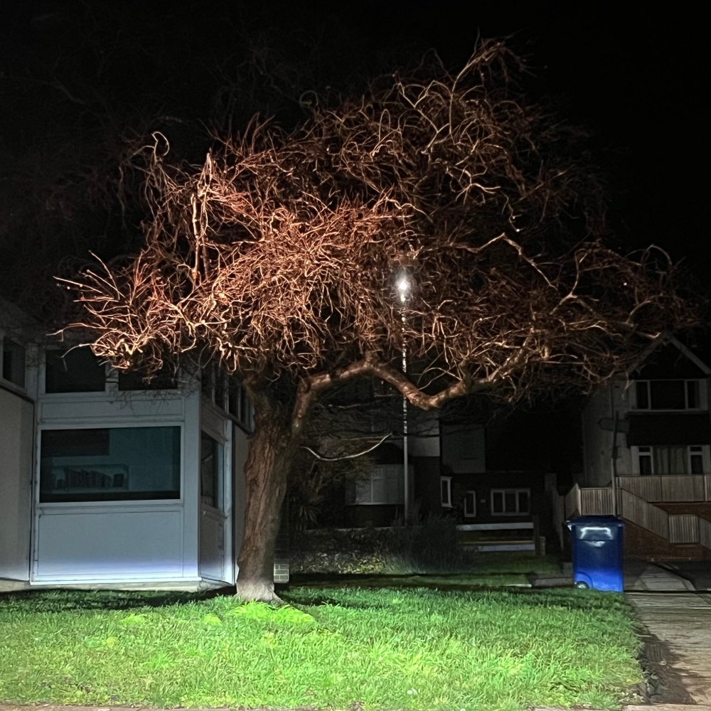 Natural resilience: an urban tree